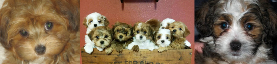 Simply sweet havanese top
